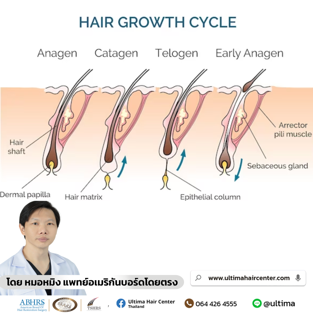 วงจรชีวิตเส้นผม